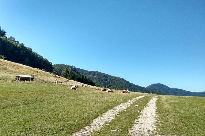 4-Hour Private Alpine Hiking Tour 'Matterhorn of the Prealps' - Setting Out From Vienna at 8:00, Then Trading City Time for Mountain Time