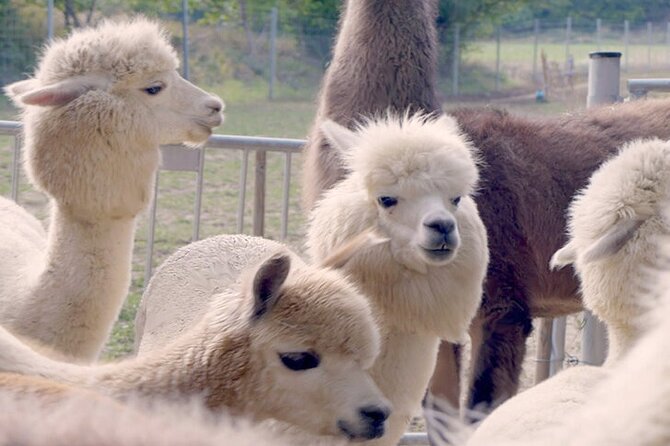 Alpaca and llama hike Moedling near Vienna - Key highlights to look forward to