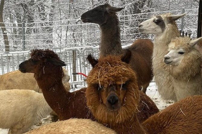 Alpaca and llama hike Moedling near Vienna - Views, walking, and pacing: what moderate fitness really means