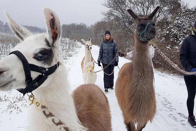 Alpaca and llama hike Moedling near Vienna - Price and value: why $60.24 can make sense here