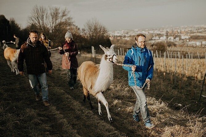 Alpaca and llama hike Moedling near Vienna - How having your own animals changes the experience