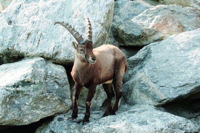 Alpine Zoo Innsbruck and Hungerburg Funicular Combo Ticket - Key highlights worth planning for