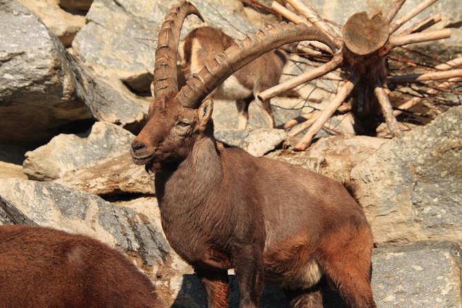 Alpine Zoo Innsbruck and Hungerburg Funicular Combo Ticket - Timing, opening hours, and picking your time slot