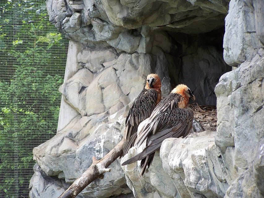 Combi Entrance Ticket to Alpine Zoo and Hungerburg - Price and Value: Why $27 Feels Fair Here