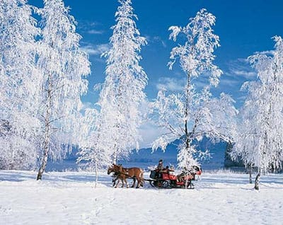 From Salzburg: 8-hour Horse-Drawn Tour w/ 2-hour Sleigh Ride - The Ramsau to sleigh window: warm blankets and a real ride