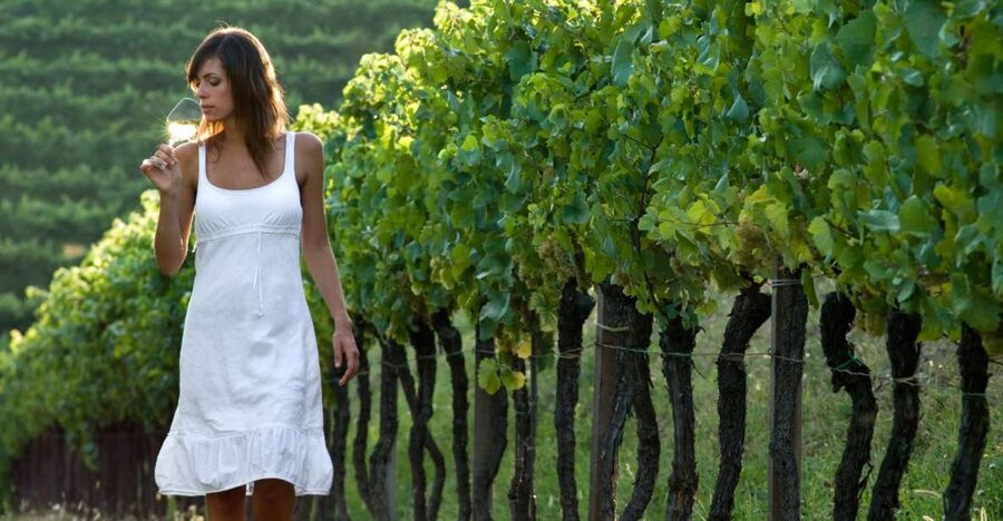 From Vienna: Half-day Countryside Wine Tour with Meal - Key highlights to look for