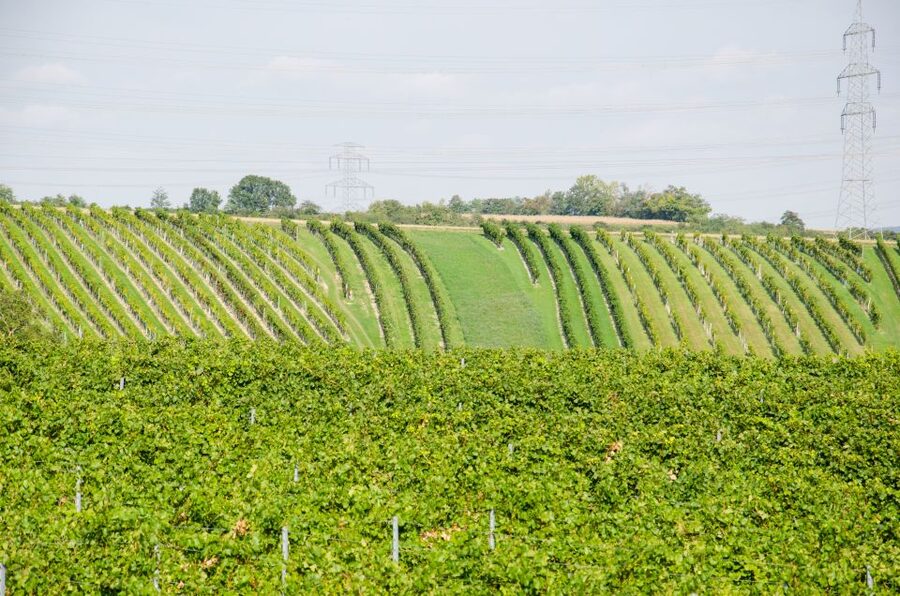 From Vienna: Half-day Countryside Wine Tour with Meal - 8 or 12 glasses: how to choose and how to pace it