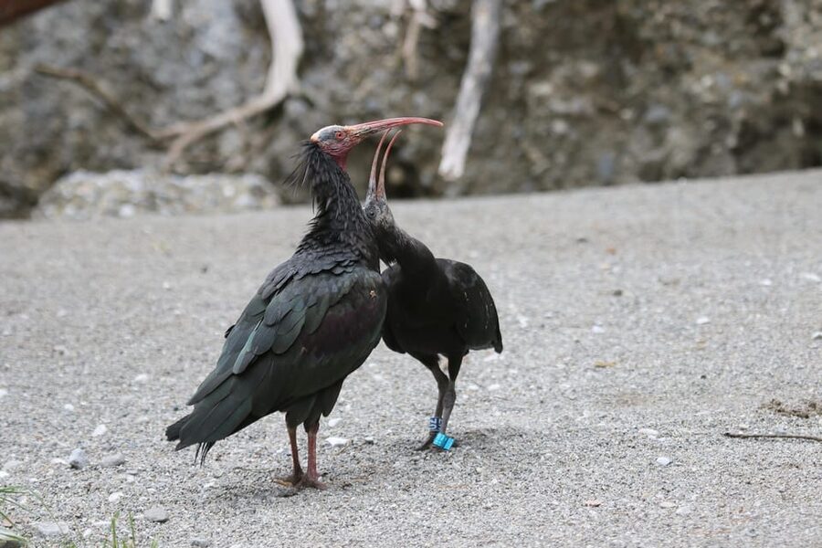 Innsbruck: Alpenzoo Entrance Ticket - Key things to know before you go