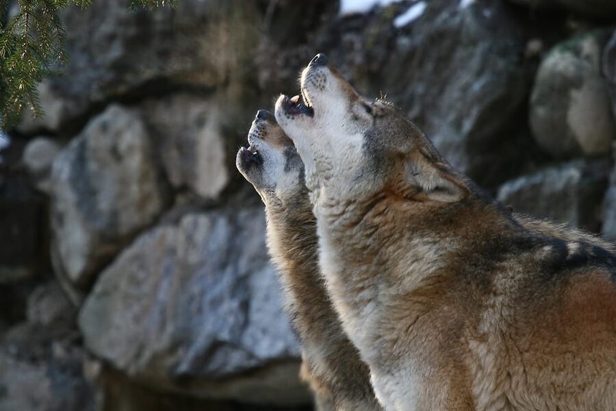 Innsbruck: Alpenzoo Entrance Ticket - Alpenzoo Innsbruck: Alpine wildlife in a real setting
