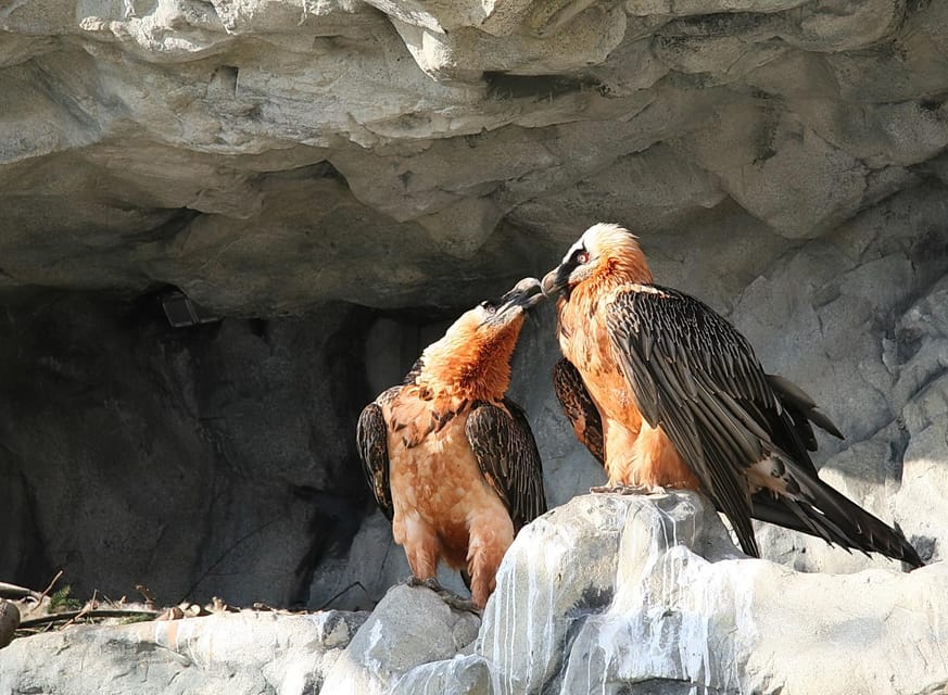 Innsbruck: Alpenzoo Entrance Ticket - Mammals, birds, and fish: what you will actually see