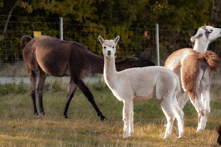 Mödling/Vienna: Scenic Guided Hike with Alpacas and Llamas - Key things I think you will care about