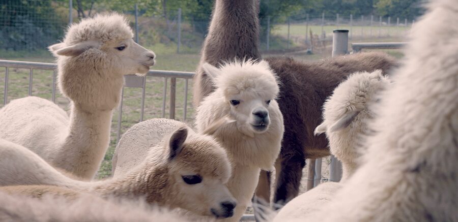 Mödling/Vienna: Scenic Guided Hike with Alpacas and Llamas - Meet Your Alpaca or Llama at the Farm by Mödling