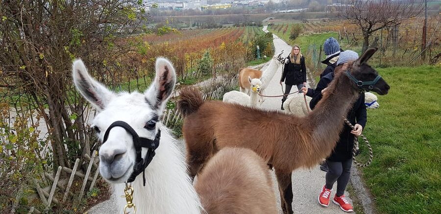 Mödling/Vienna: Scenic Guided Hike with Alpacas and Llamas - The Gentle Walk Through Forest Paths and Vineyards