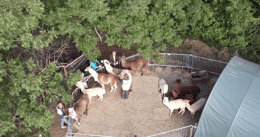 Mödling/Vienna: Scenic Guided Hike with Alpacas and Llamas - Price and Value: What You Get for Around $58