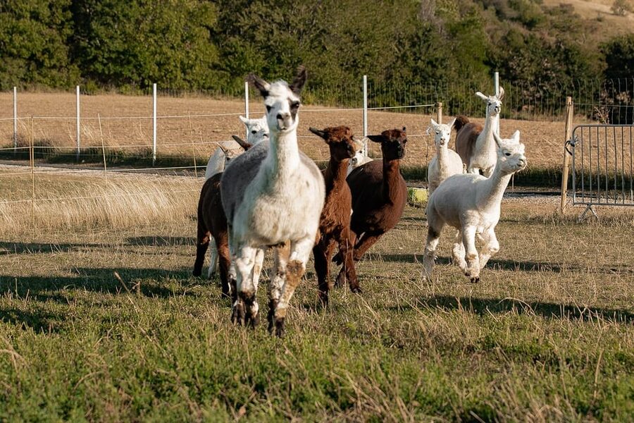 Mödling/Vienna: Scenic Guided Hike with Alpacas and Llamas - Who Should Book This Mödling Alpaca and Llama Hike
