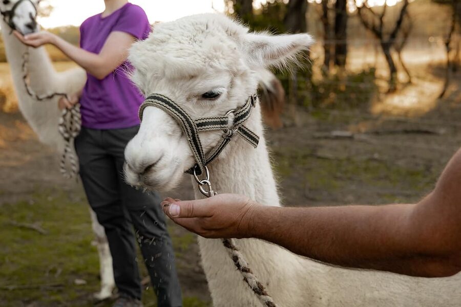Mödling/Vienna: Scenic Guided Hike with Alpacas and Llamas - Should You Book It? My Decision Guide
