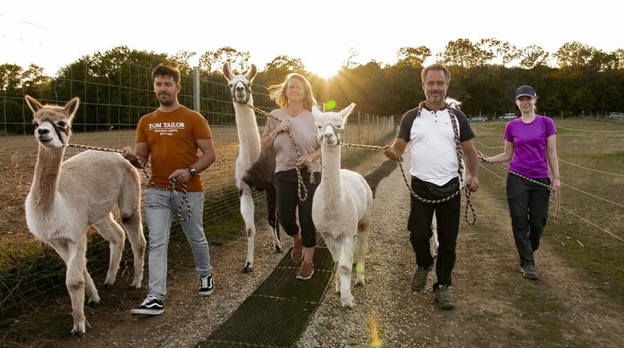 Mödling/Vienna: Scenic Guided Hike with Alpacas and Llamas - Alpaca vs Llama, and Why the Personality Talk Matters