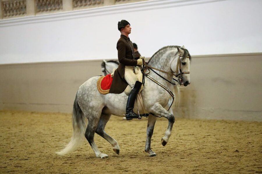 Performance Of The Lipizzans At Spanish Riding School - Key highlights worth centering your night on