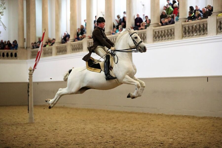 Performance Of The Lipizzans At Spanish Riding School - Inside Hofburg’s Winter Riding School, where the room matters