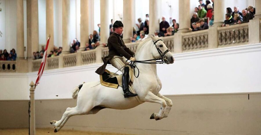 Performance Of The Lipizzans At Spanish Riding School - Gala, Standard, or Tribute to Vienna: pick your show length