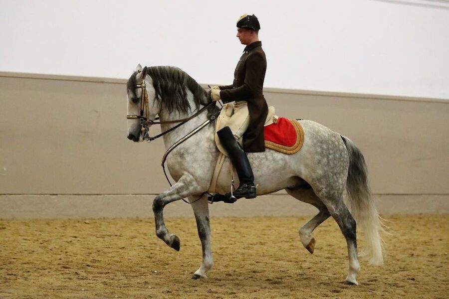 Performance Of The Lipizzans At Spanish Riding School - Tickets, voucher pickup, and where the evening starts