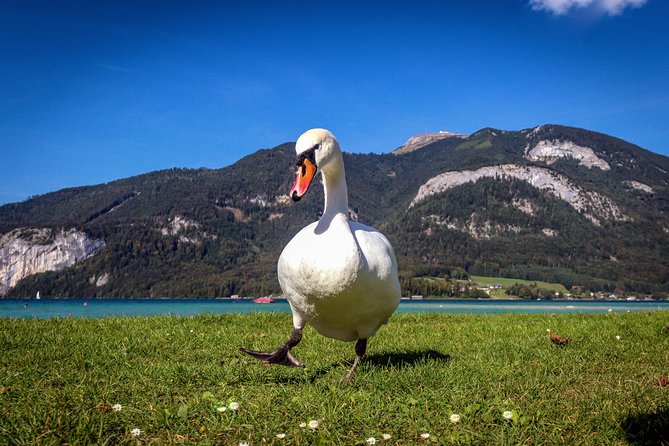 Private Lake District, St. Wolfgang and St. Gilgen Tour - A private Salzburg lake day that moves at your pace