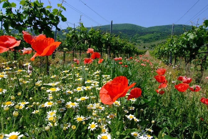 Private Vienna Woods Wine Tour - Key highlights at a glance