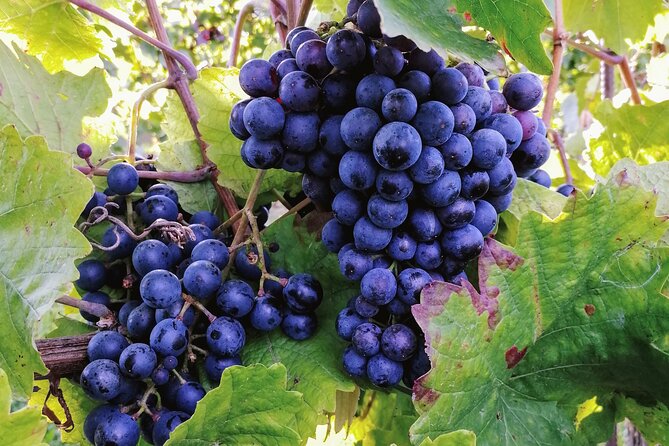 Private Vienna Woods Wine Tour - Price and value for a group up to 6