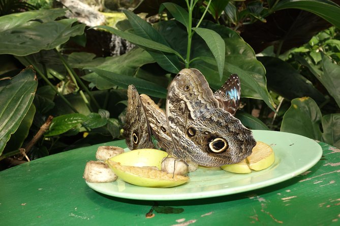 Schmetterlinghaus - Imperial Butterfly House Vienna Admission Ticket - Who should go, and who should set expectations differently