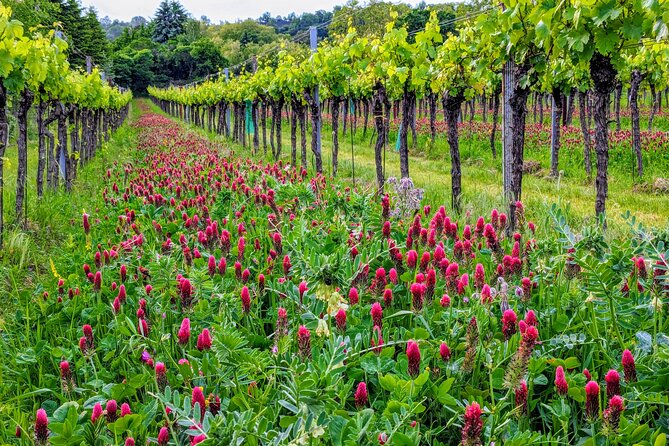 Small-group Vienna Wine Tour - Vineyard walk: the scenic part with a practical purpose