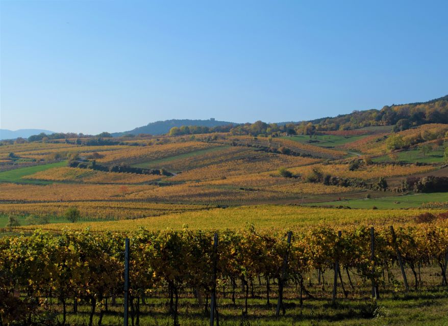 Vienna: Full-Day Vienna Woods Wine Tasting Tour - What to bring, and how to handle the walking