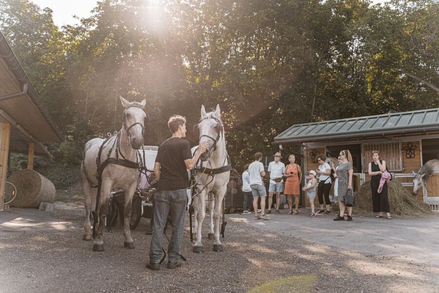 Vienna: Secrets of the Fiaker & Horse-Drawn Carriage Ride - The Carriage Ride: A Smooth, Old-Style Way Back to the Center