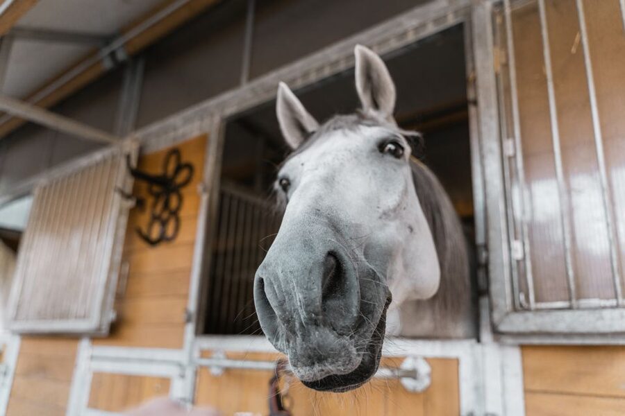 Vienna: Secrets of the Fiaker & Horse-Drawn Carriage Ride - Route Expectations: When the Views Kick In