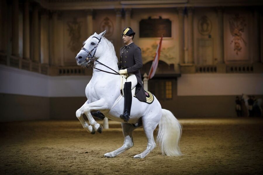 Vienna: Spanish Riding School 45-Minute Performance Show - Choosing Standing vs Gallery Seats for the Best View