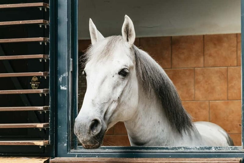 Vienna: Spanish Riding School Guided Architectural Tour - Key things that make this tour worth your time