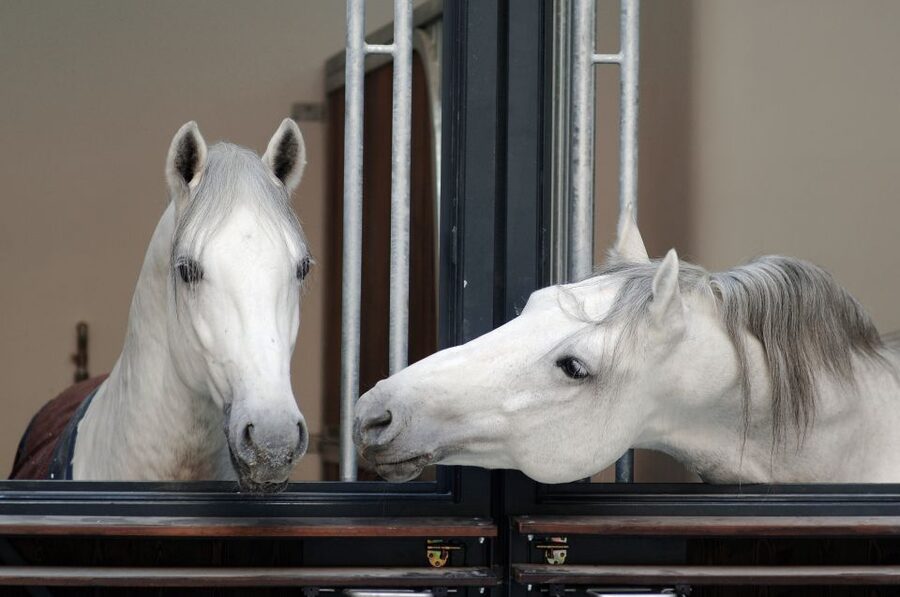 Vienna Spanish Riding School Guided Tour - Key things to look for on this tour