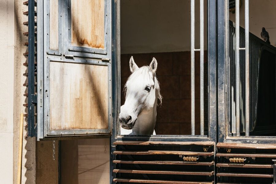 Vienna Spanish Riding School Guided Tour - Summer Riding School and the oval horse walker
