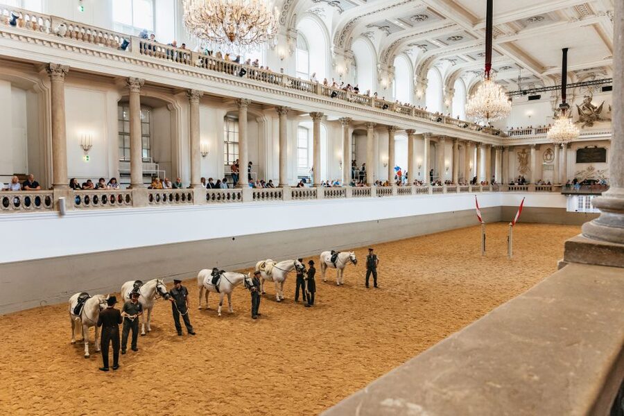 Vienna: Spanish Riding School Training - The real reason this 1-hour session is such good value