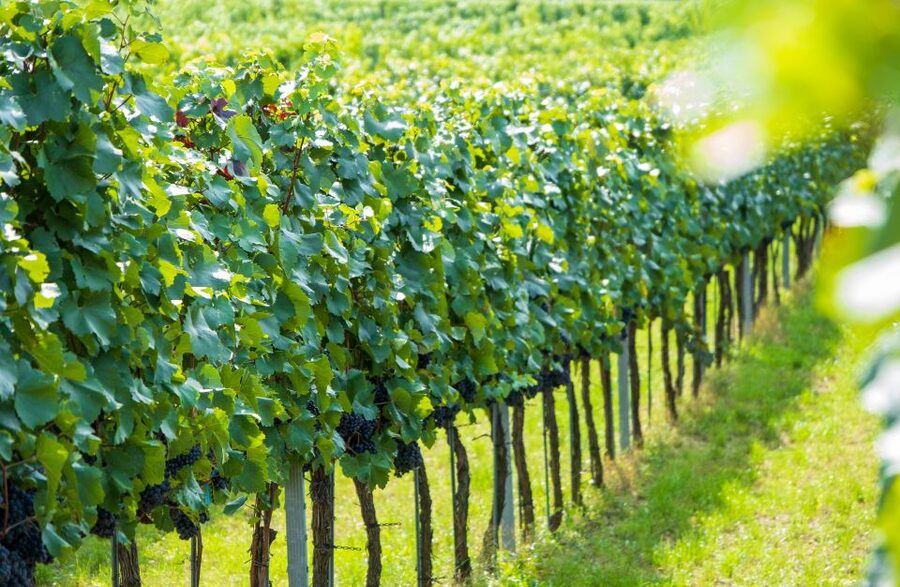 Vienna: Wachau Valley Private Kayak and Wine Tour - Dürnstein at the end: castle ruins hike or slow village time