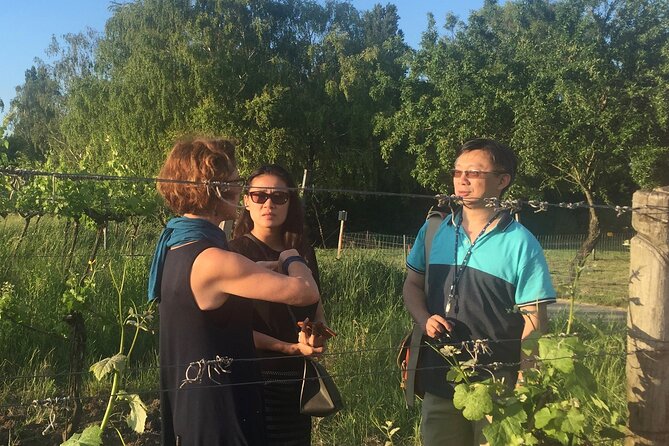 Vienna Wine Experience - The vineyard walk element and the Kahlenberg vibe