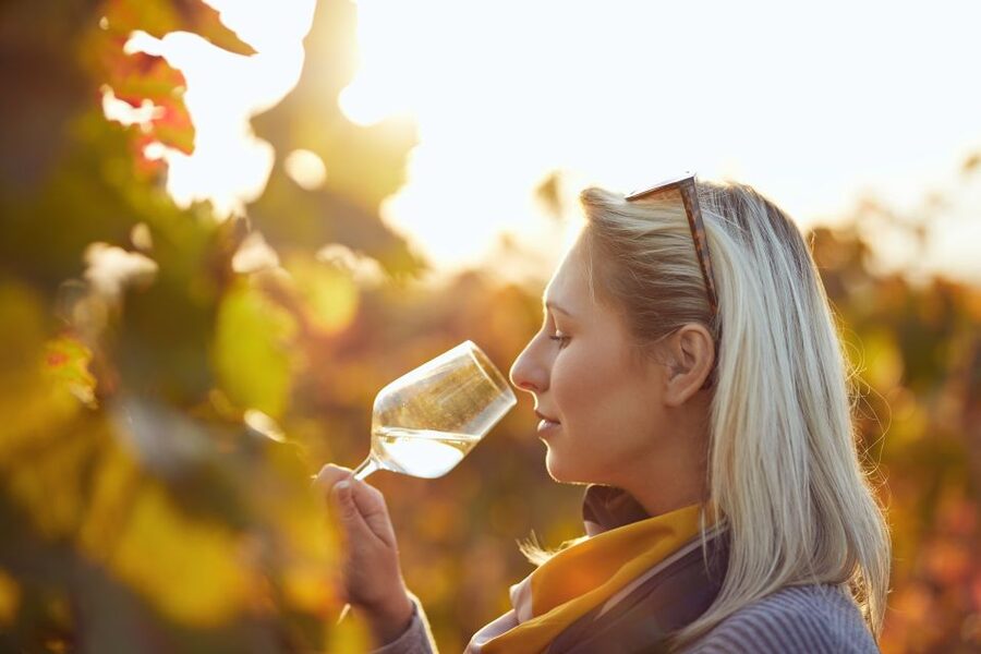 Vienna: Winery and Wine Tasting Tour with a Wine Expert - Key Things I’d Plan Around