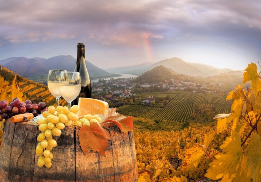 Vienna: Winery and Wine Tasting Tour with a Wine Expert - What You Learn: From Grape to Bottle, Plus How to Taste on Purpose