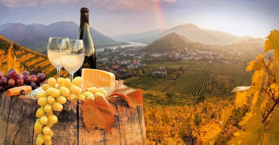 Vienna: Winery and Wine Tasting Tour with a Wine Expert - What Your Wine Expert Actually Does (And Why It Changes the Tasting)