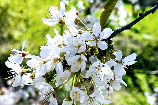 Wachau World Heritage Hike - Transport and the Spitz bus ticket: what to budget for