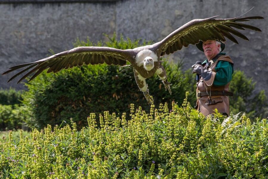 Werfen: Hohenwerfen Castle Entrance Ticket - Austrian Falconry Museum and Where Eagles Dare in the Pump Vaults